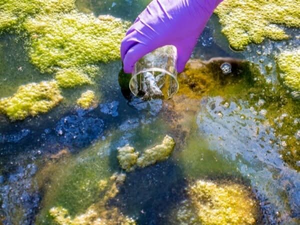 campionamento di un rifiuti liquido dal colore verde